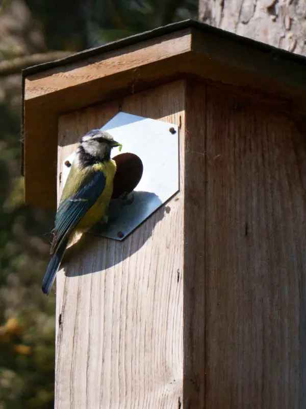 Les nichoirs &agrave; oiseaux Symbiosph&egrave;re