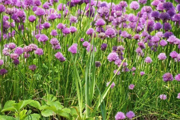 Ciboulette