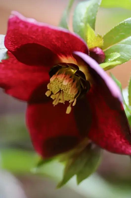 Héllebores en hiver