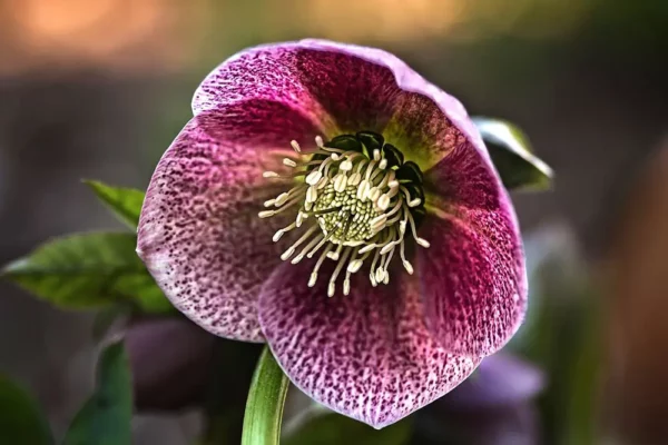 Héllebores en hiver