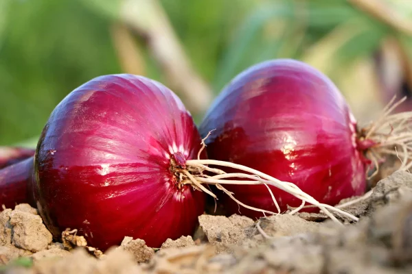 Que planter en février au potager