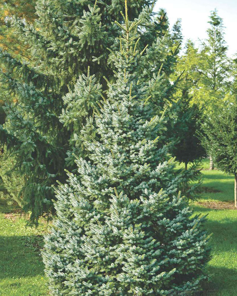 Picea omorika ou Sapin de Serbie