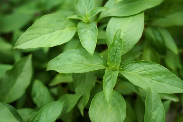 Les Bio Plants du Potager