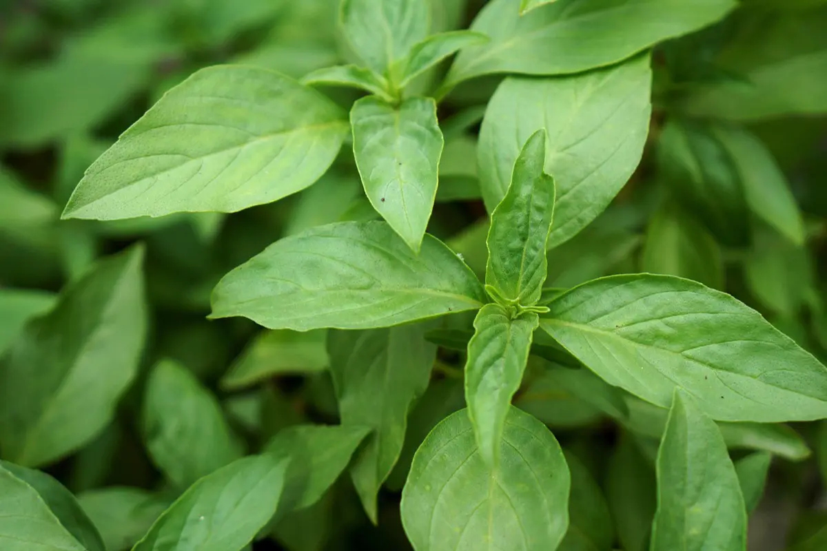 Les Bio Plants du Potager