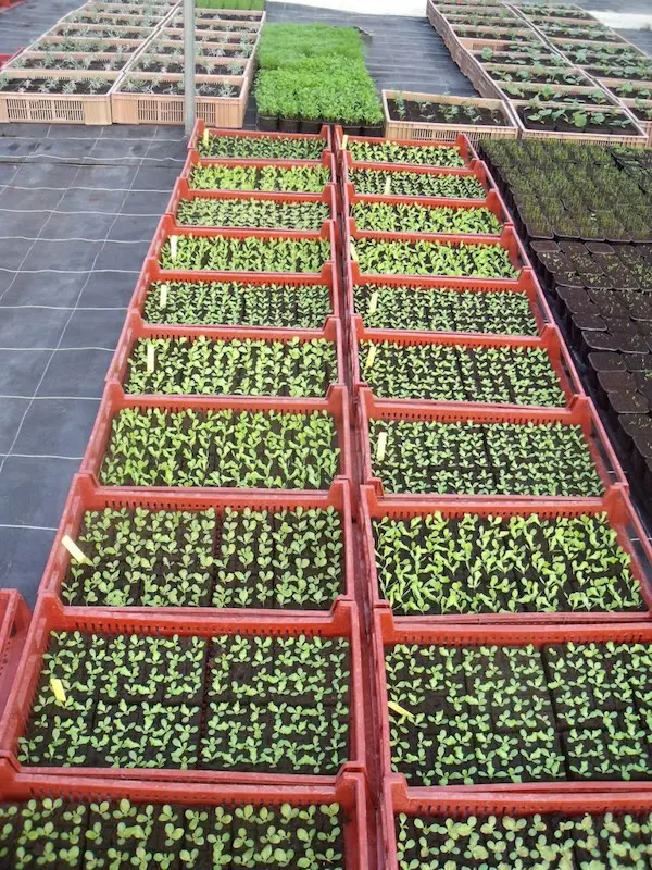 Les Bio Plants du Potager