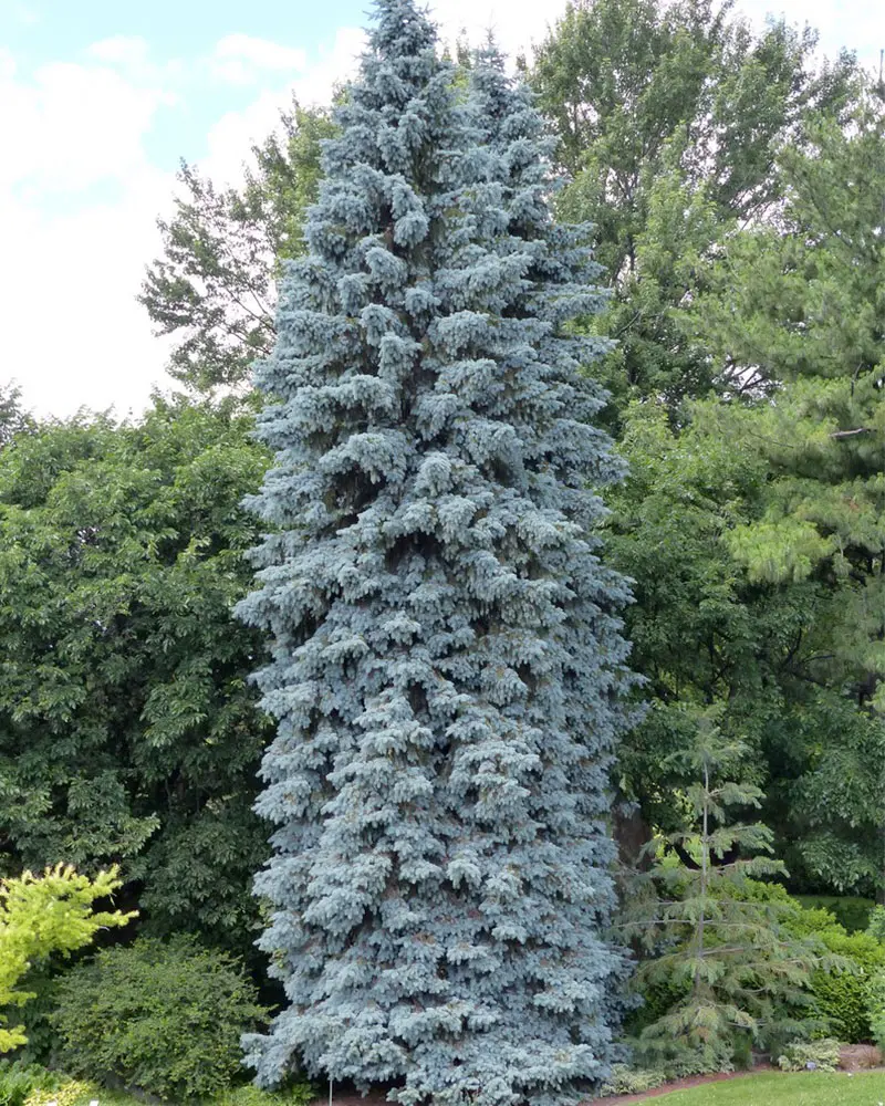 Sapin bleu