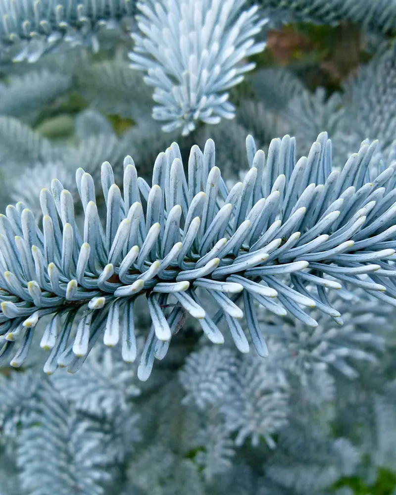 Sapin noble