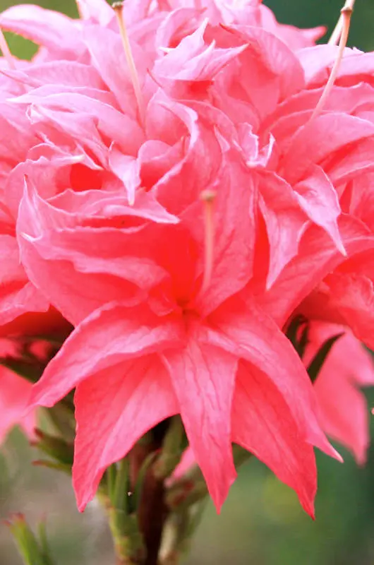 Azalée rose des Pépinières Hortulus