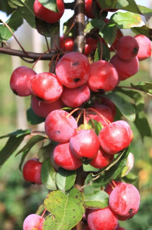 Malus Red Sentinel