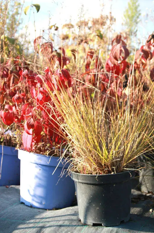 Plantes de la Pépinière Hortulus