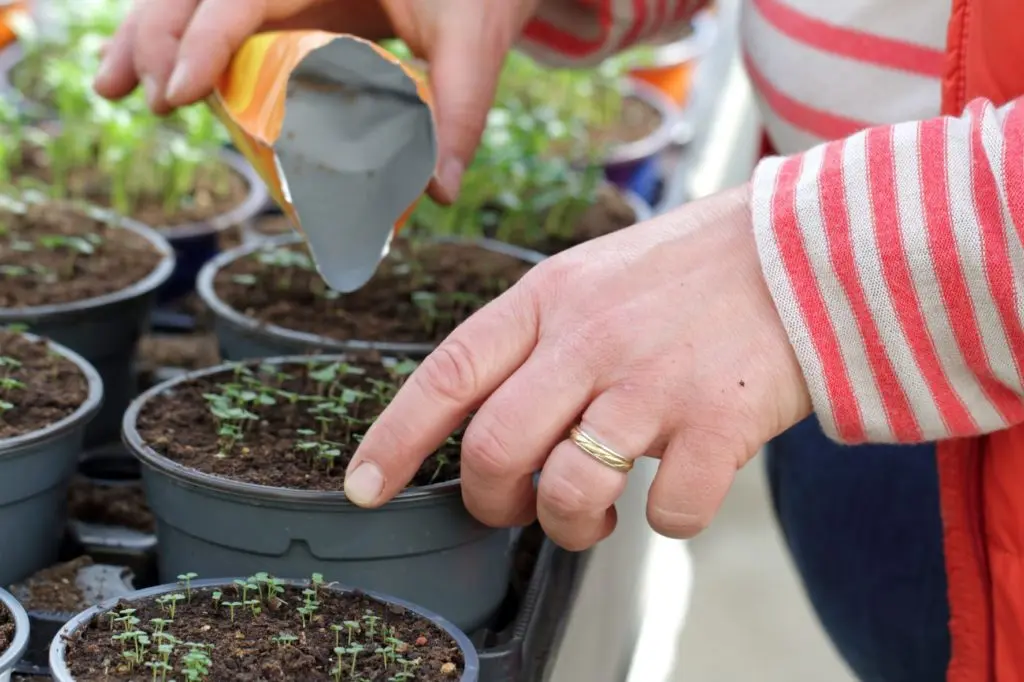 Production des semis Horticulture Muller