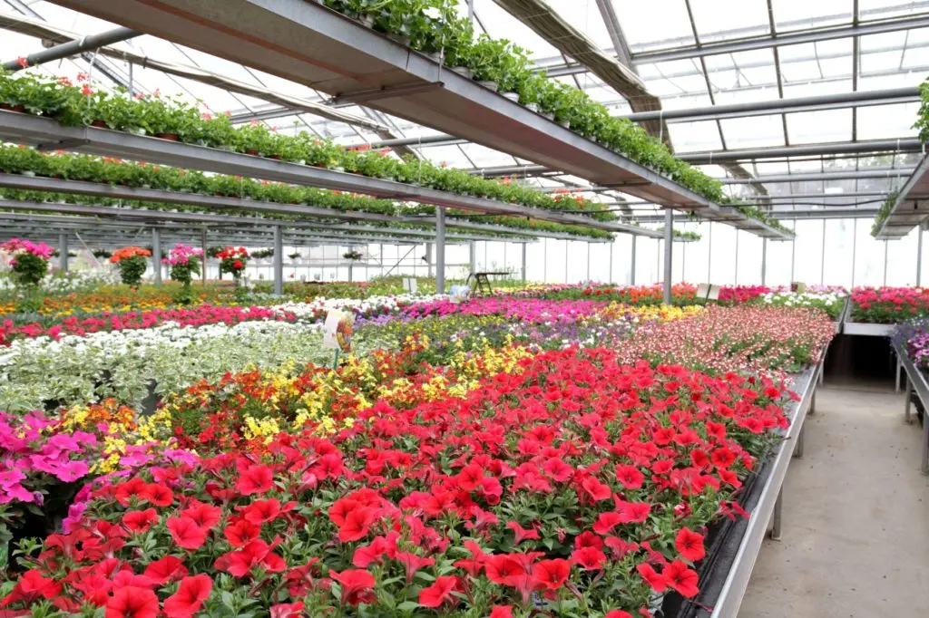 Serres Horticulture Muller