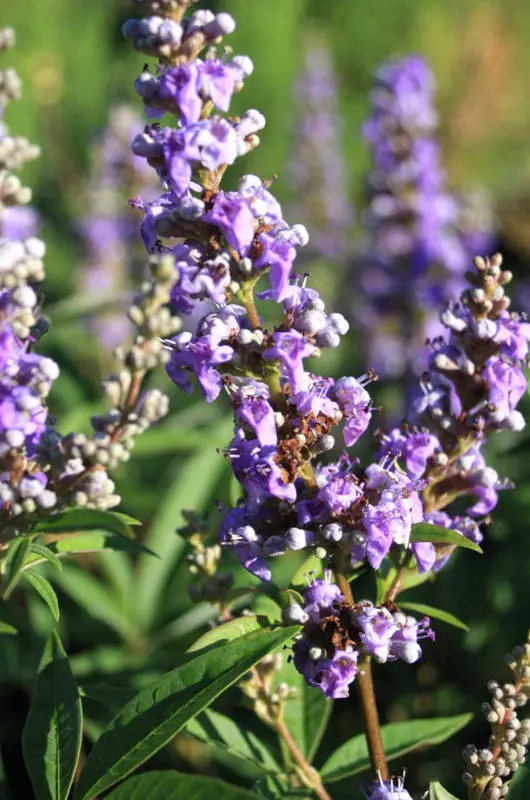 Vitex a Latifolia des Pépinières Hortulus