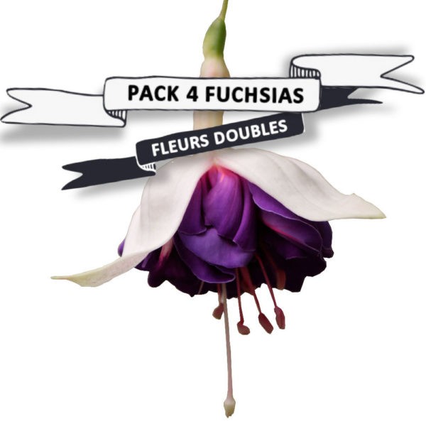 Pack Fuchsias fleurs doubles