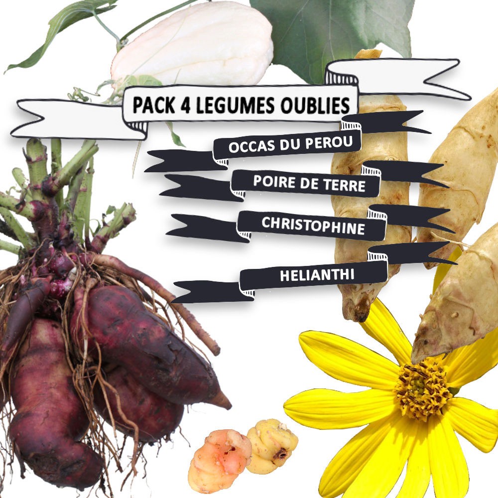 Des légumes insolites coffret 12 sachets + guide Rustica