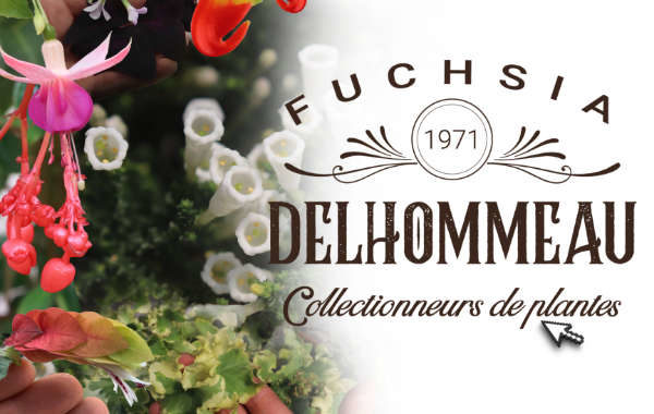 Fuchsia Delhommeau