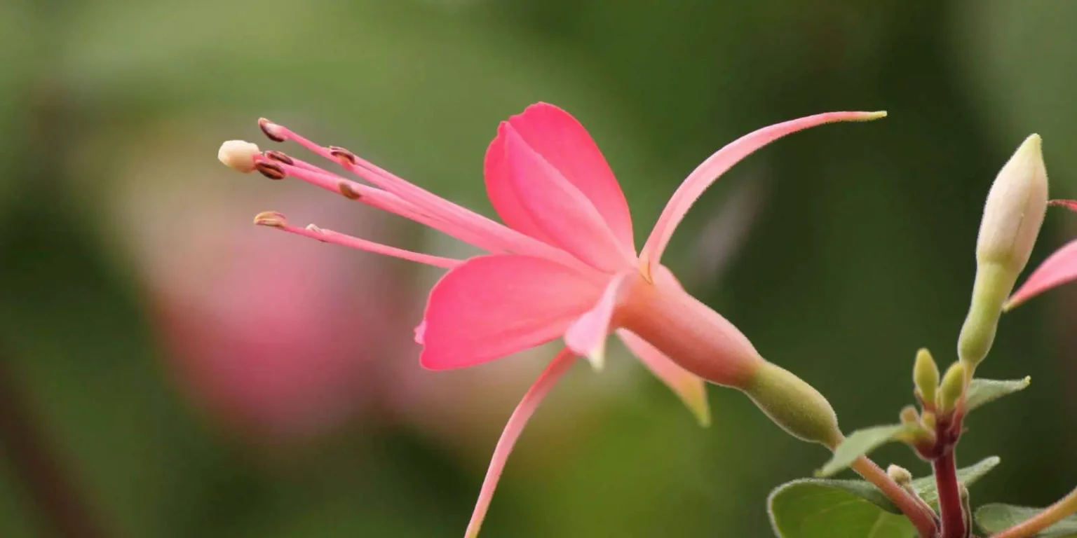 Fuschia Delhommeau