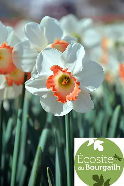 Printemps du Bourgailh à Pessac