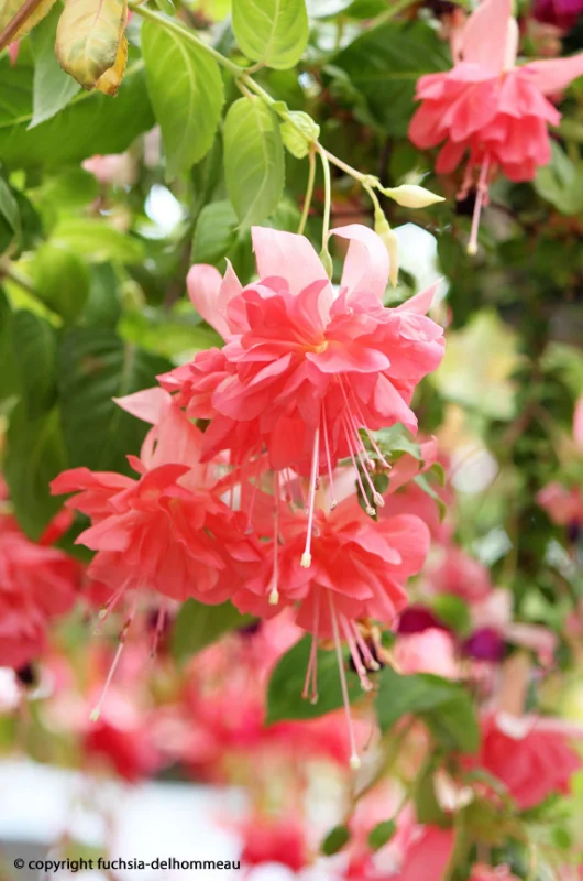 Visite des Serres de Fuchsia Delhommeau