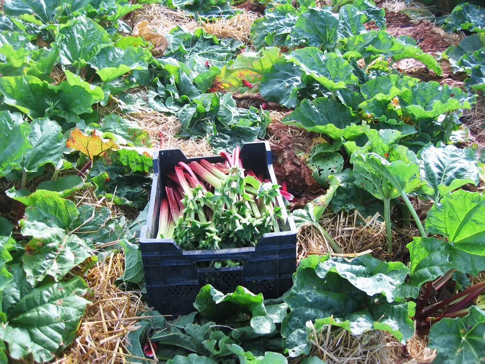 Producteurs de rhubarbes