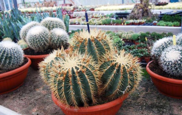 L'univers sec de Cactus Esterel