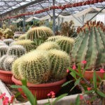 Cactées de Cactus Esterel