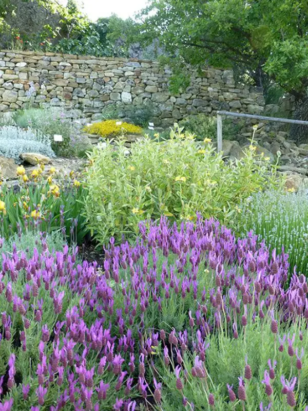 Les aromatiques des Jardins de l'Abbaye de Valsaintes