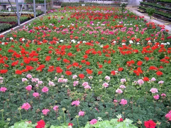 Production EURL des 4 saisons