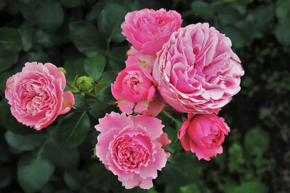 Les Jardins de l'Abbaye de Valsaintes