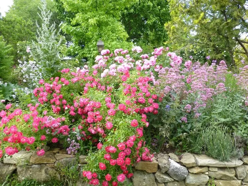 Roseraie de l'Abbaye de Valsaintes