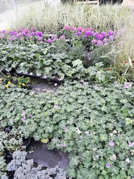 Production EURL des 4 saisons