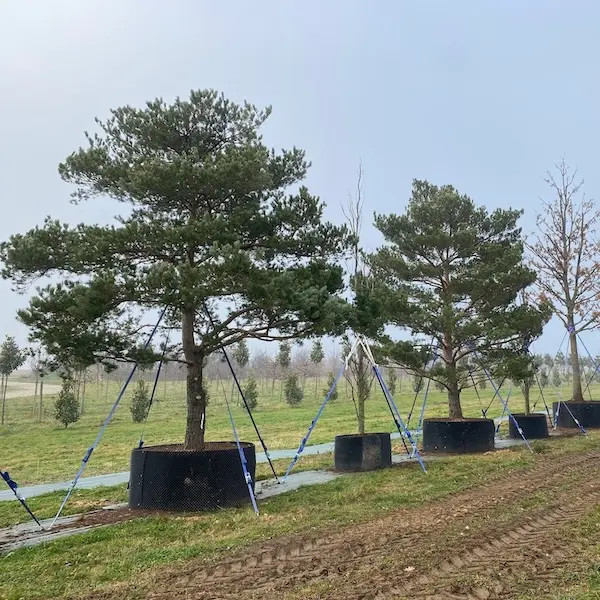 Les v&eacute;g&eacute;taux des P&eacute;pini&egrave;res Guillot Bourne