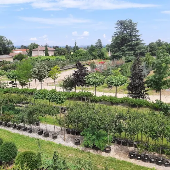 Les P&eacute;pini&egrave;res Guillot Bourne