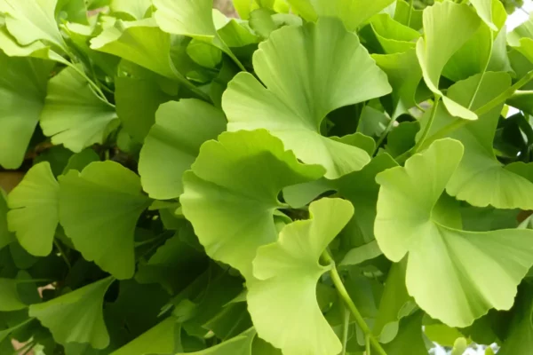 Pépinières Guillot-Bourne