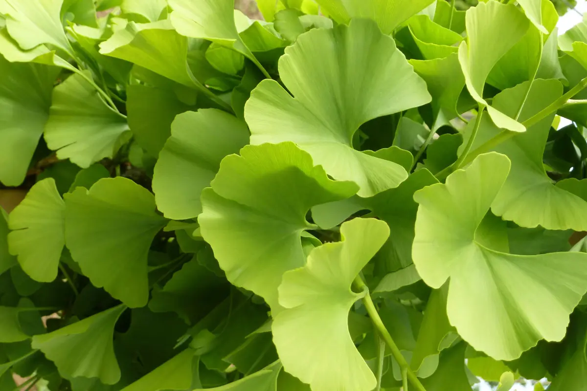 Pépinières Guillot-Bourne