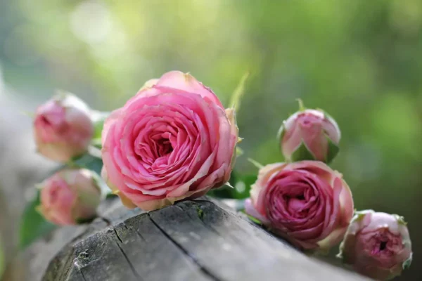 Les roses anciennes du Jardin de Talos