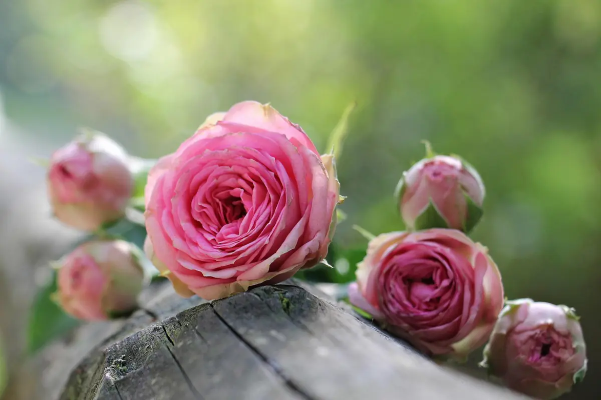 Les roses anciennes du Jardin de Talos