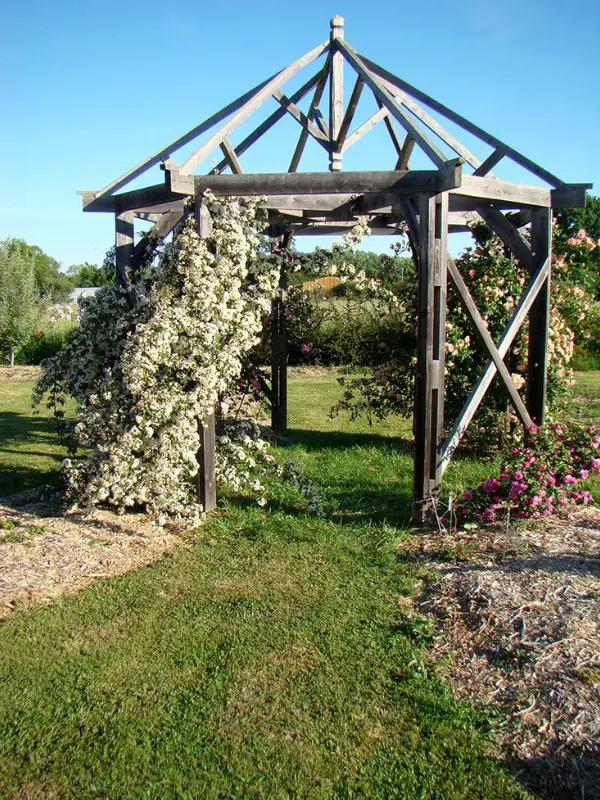 Les roses anciennes du Jardin de Talos