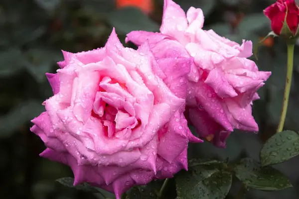 Les roses anciennes du Jardin de Talos