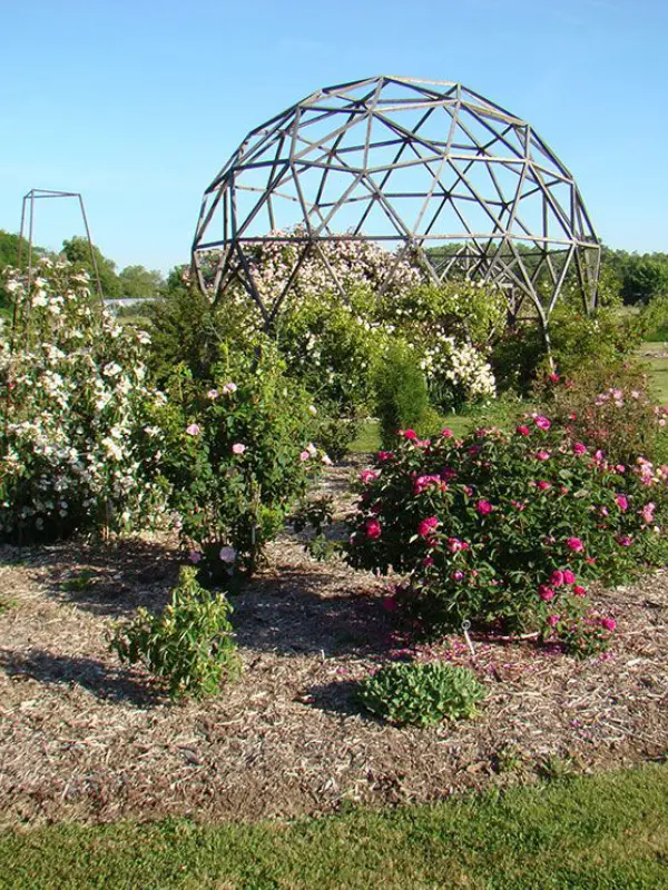 Les roses anciennes du Jardin de Talos
