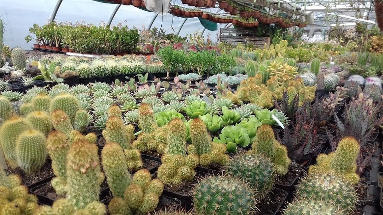 Les Cactées de Saint-Jean - Producteur de cactus et succulentes