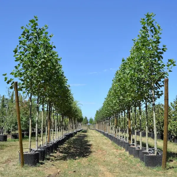 Les v&eacute;g&eacute;taux des P&eacute;pini&egrave;res Guillot Bourne