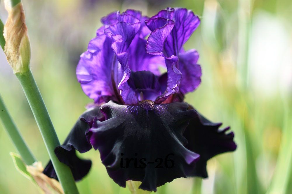 Pépinière Iris 26