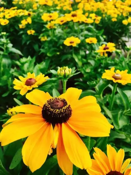 Les fleurs chez Jeanne Horticulture