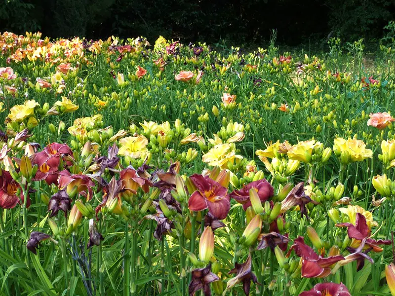 Les hémérocalles en fleurs