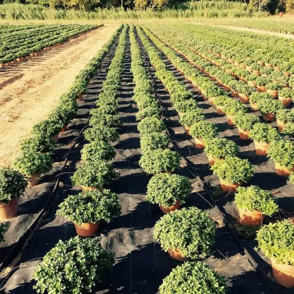 Les chrysanthèmes chez Jeanne Horticulture