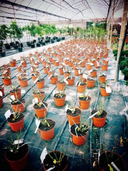 Les rosiers de Jeanne Horticulture