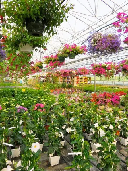 Serres de Jeanne Horticulture