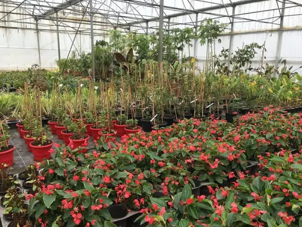 Les végétaux de Jeanne Horticulture