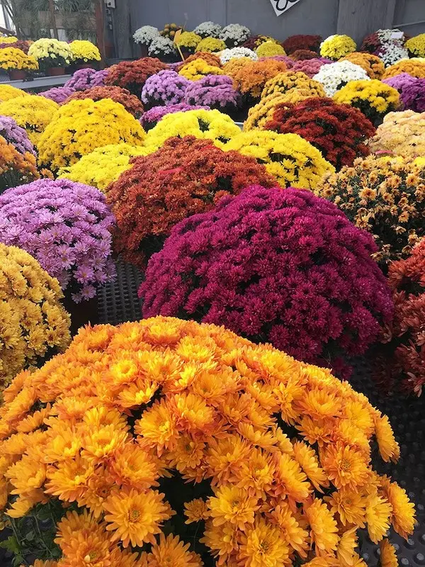 Les chrysanth&egrave;mes des P&eacute;pini&egrave;res Toulze